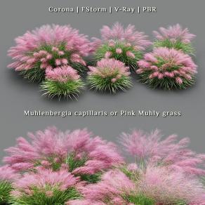 MUHLENBERGIA CAPILLARIS 观赏草一套